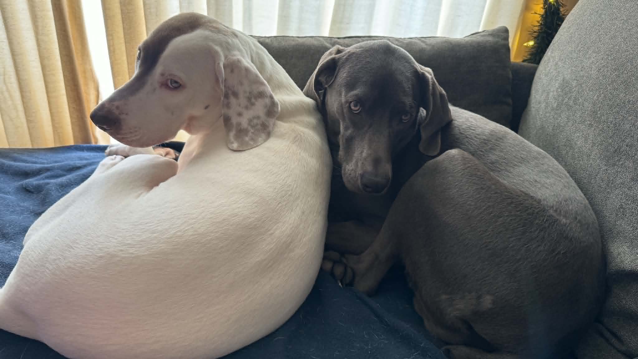 Sterling and Stella