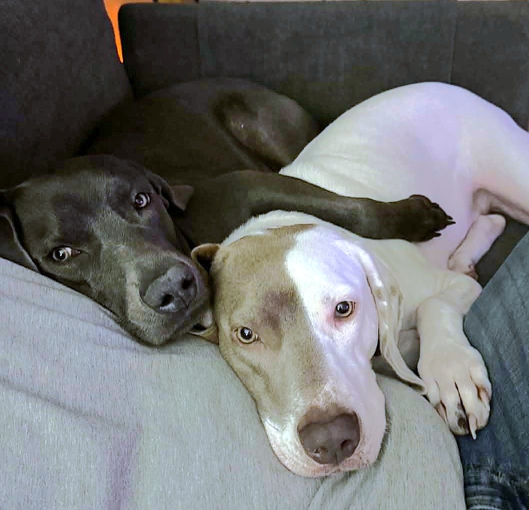 Sterling and Stella